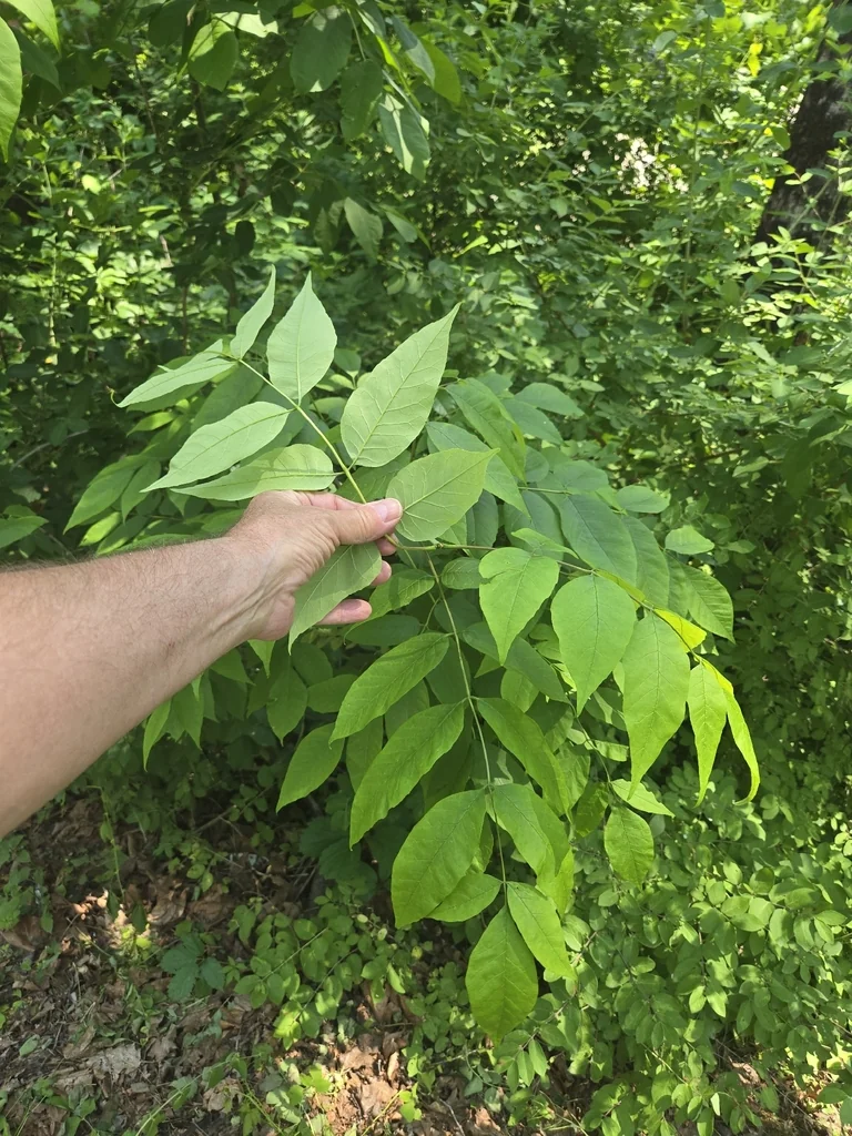 Fraxinus Americana