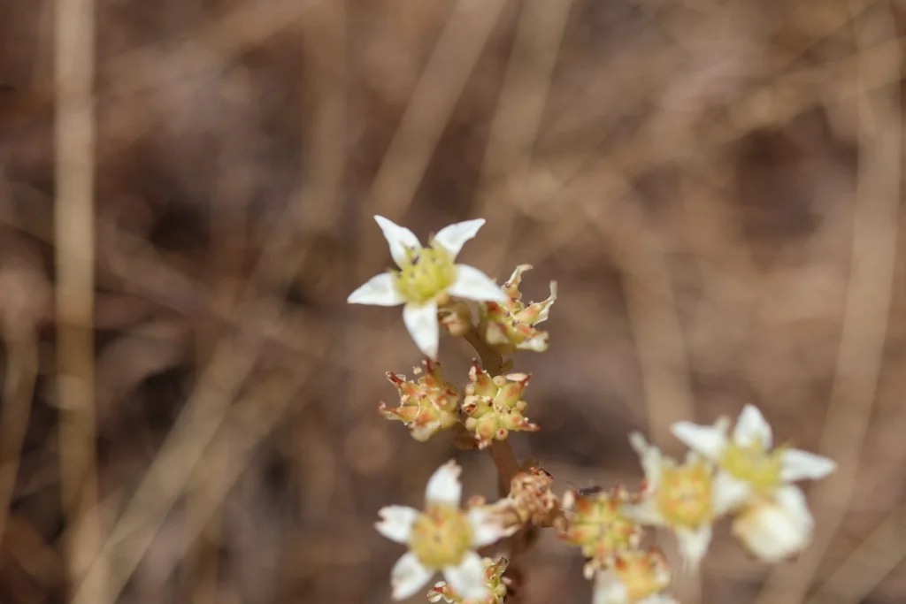Dudleya Edulis