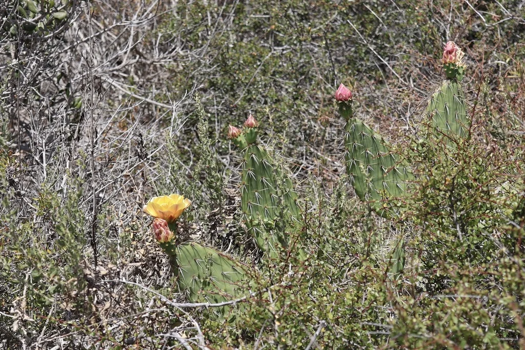 Opuntia littoralis