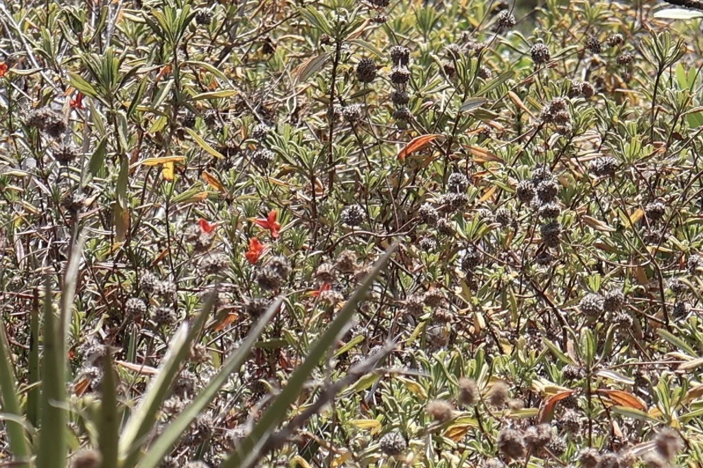 Mimulus Puniceus
