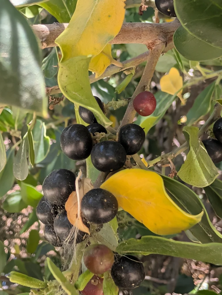 Rhamnus Alaternus