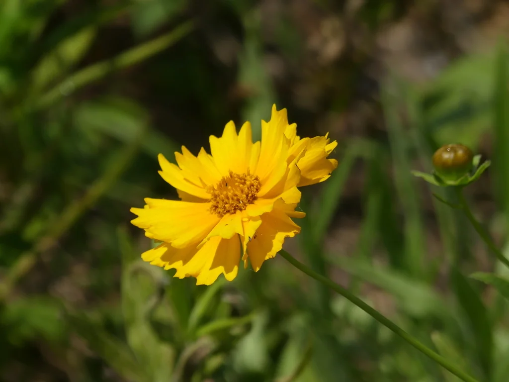 Coreopsis Lanceolata