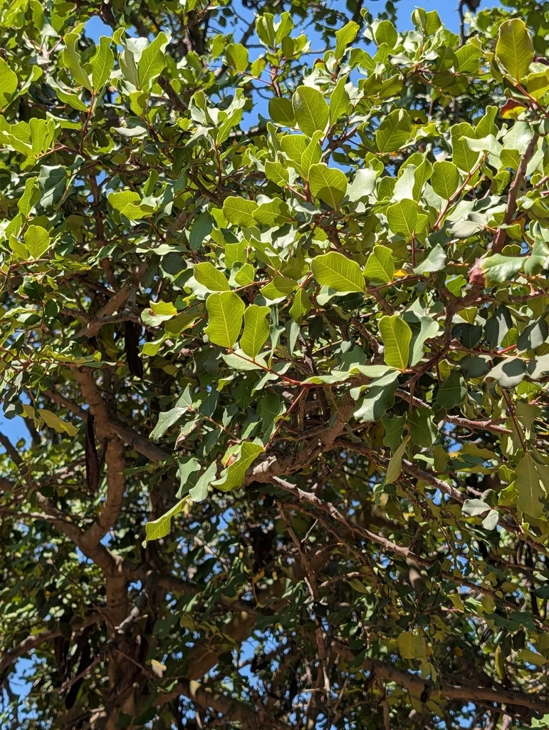 Ceratonia Siliqua