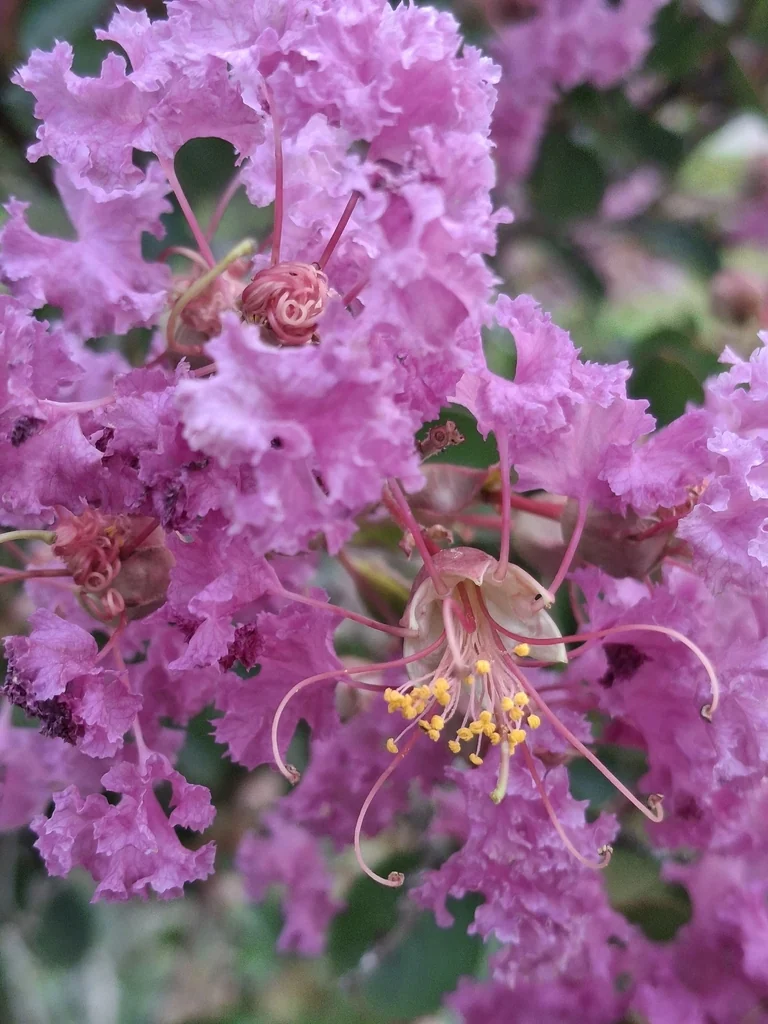 Lagerstroemia indica