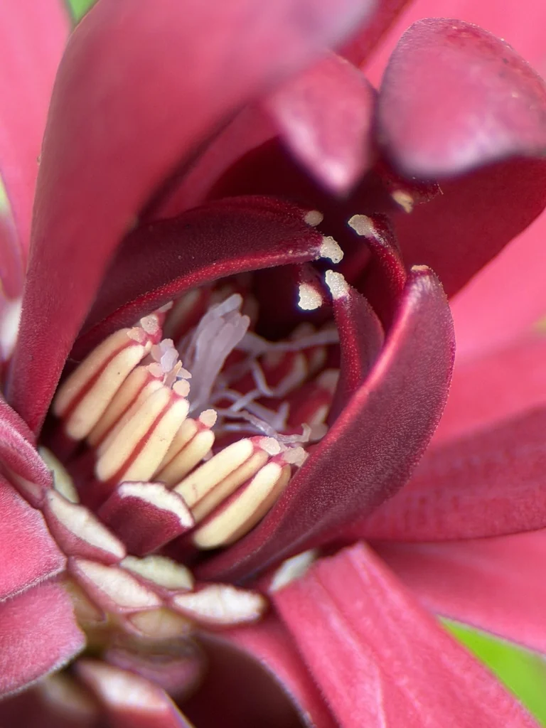 Calycanthus Occidentalis