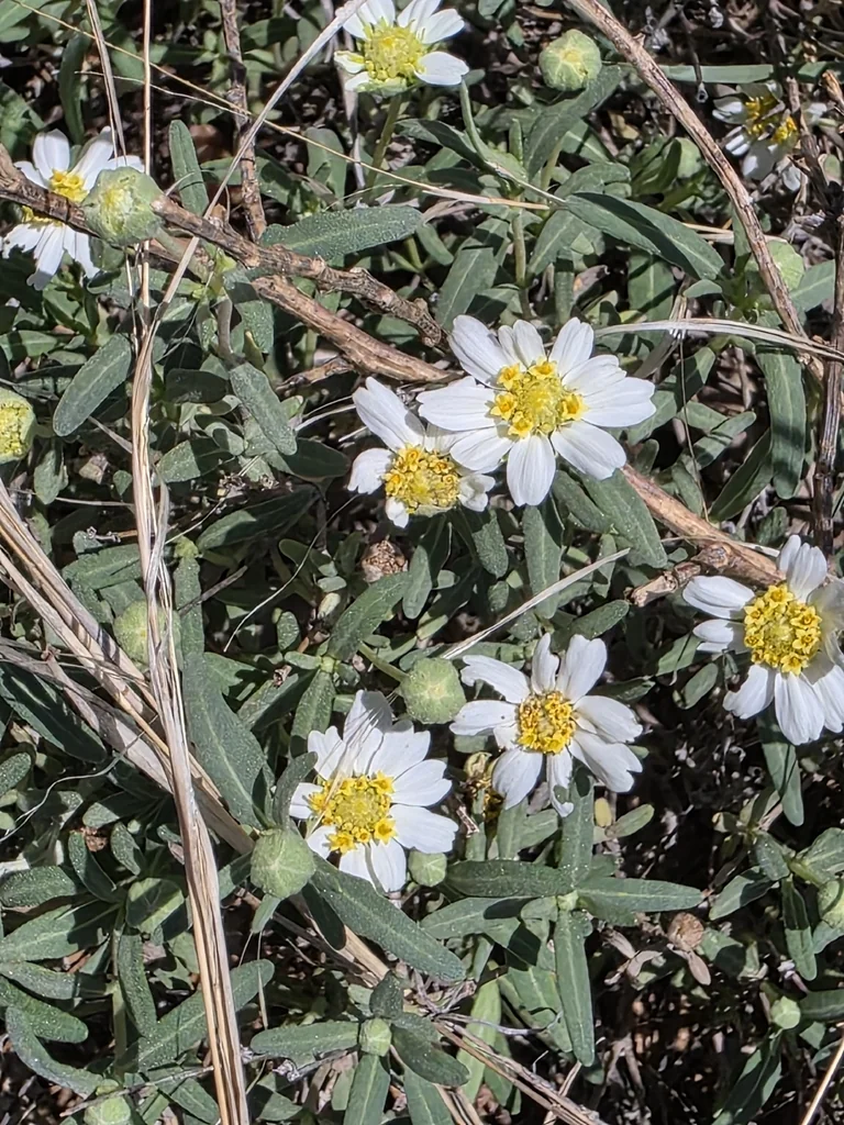 Melampodium Leucanthum