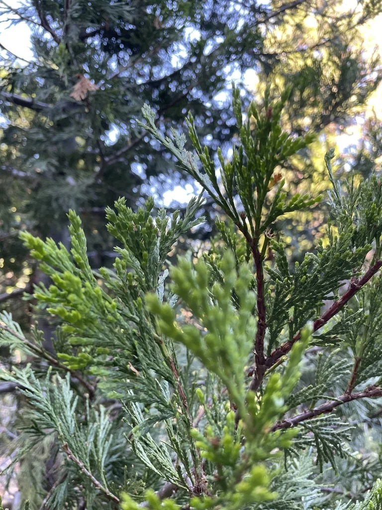 Calocedrus Decurrens