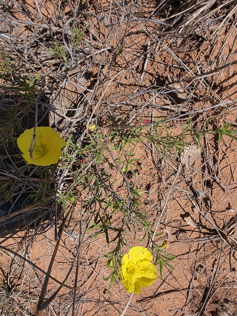 Calylophus Berlandieri