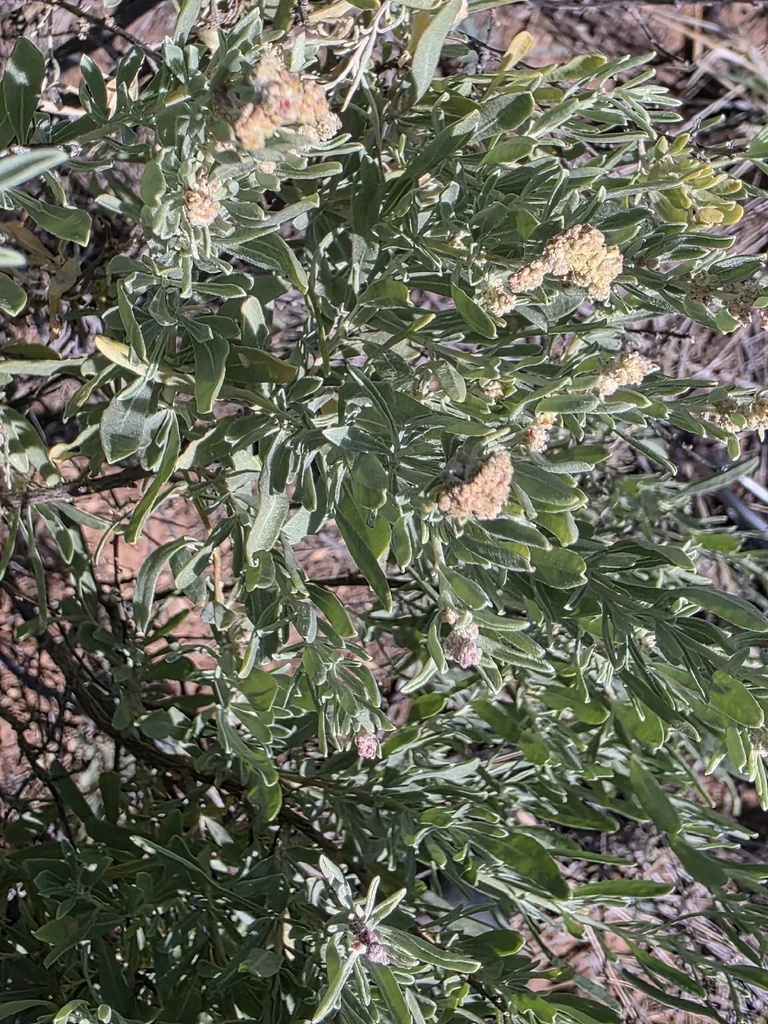 Atriplex Canescens