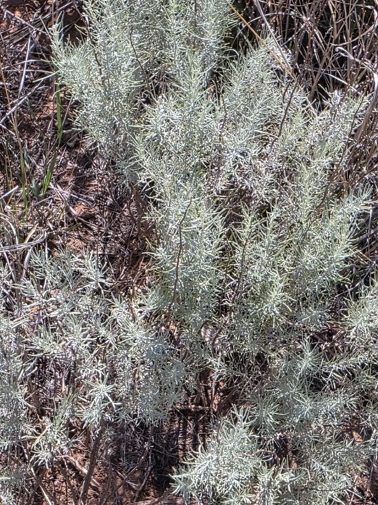 Artemisia Filifolia