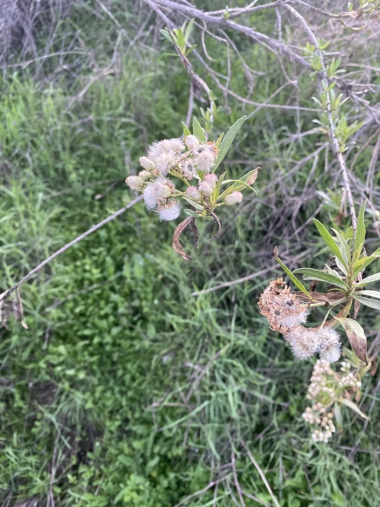 Baccharis Salicifolia