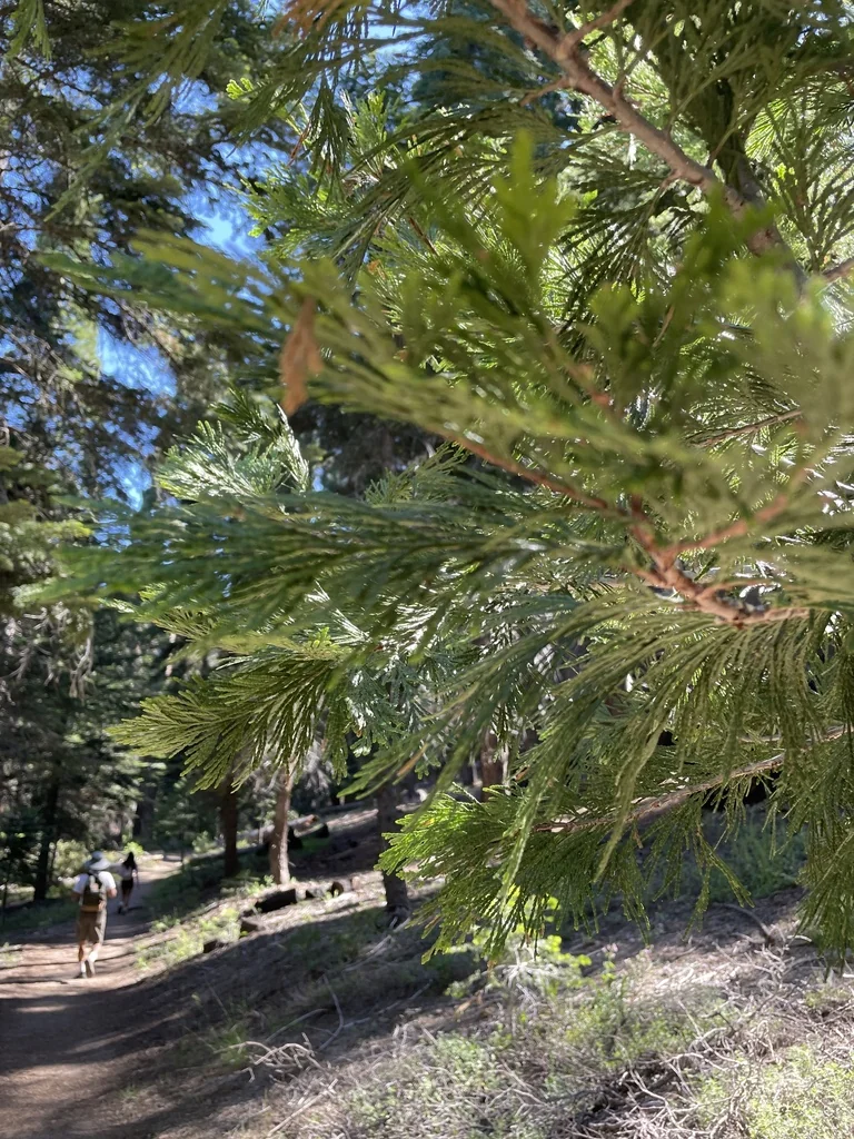 Calocedrus Decurrens