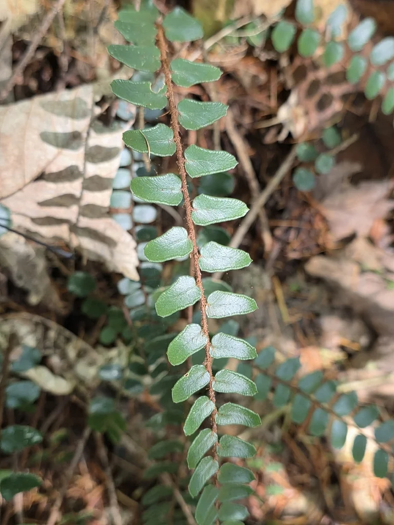 Pellaea Rotundifolia