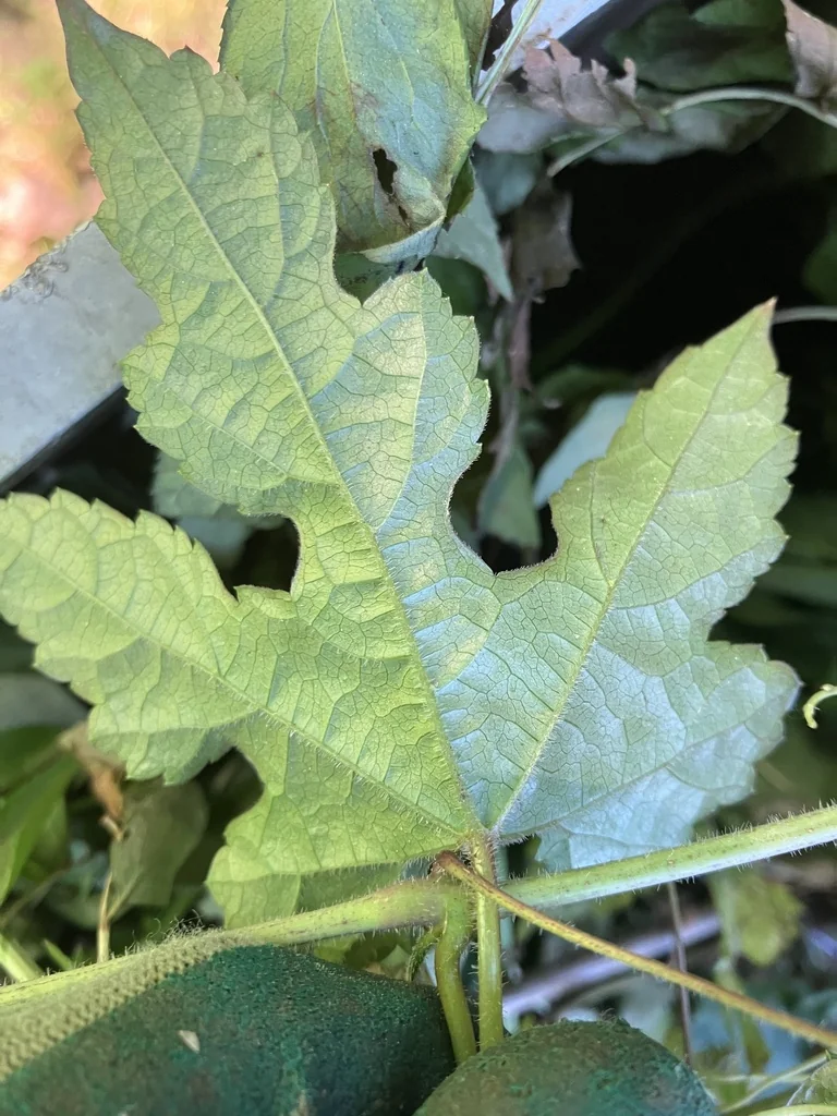 Ampelopsis Brevipedunculata