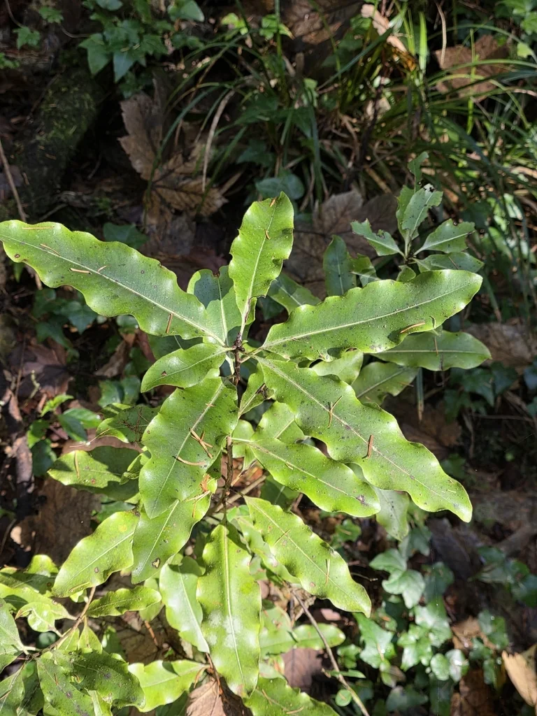 Pittosporum Eugenioides