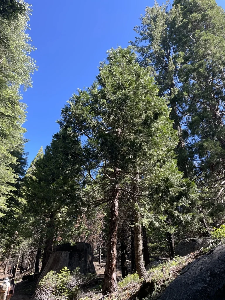 Calocedrus Decurrens