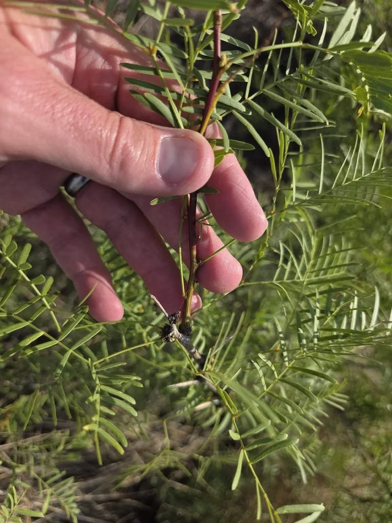 Prosopis Glandulosa