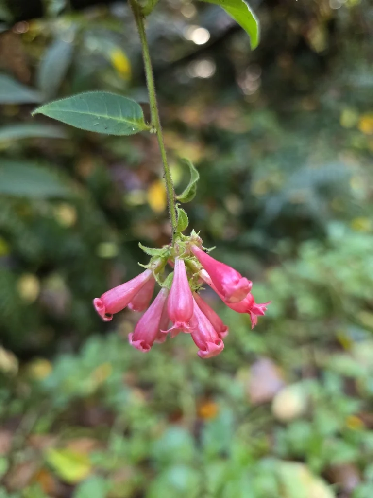 Cestrum Elegans
