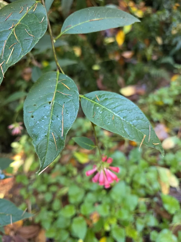 Cestrum Elegans