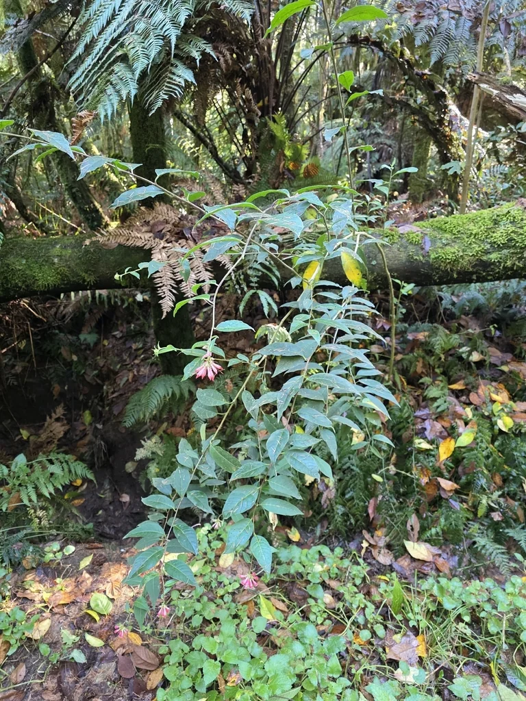 Cestrum Elegans