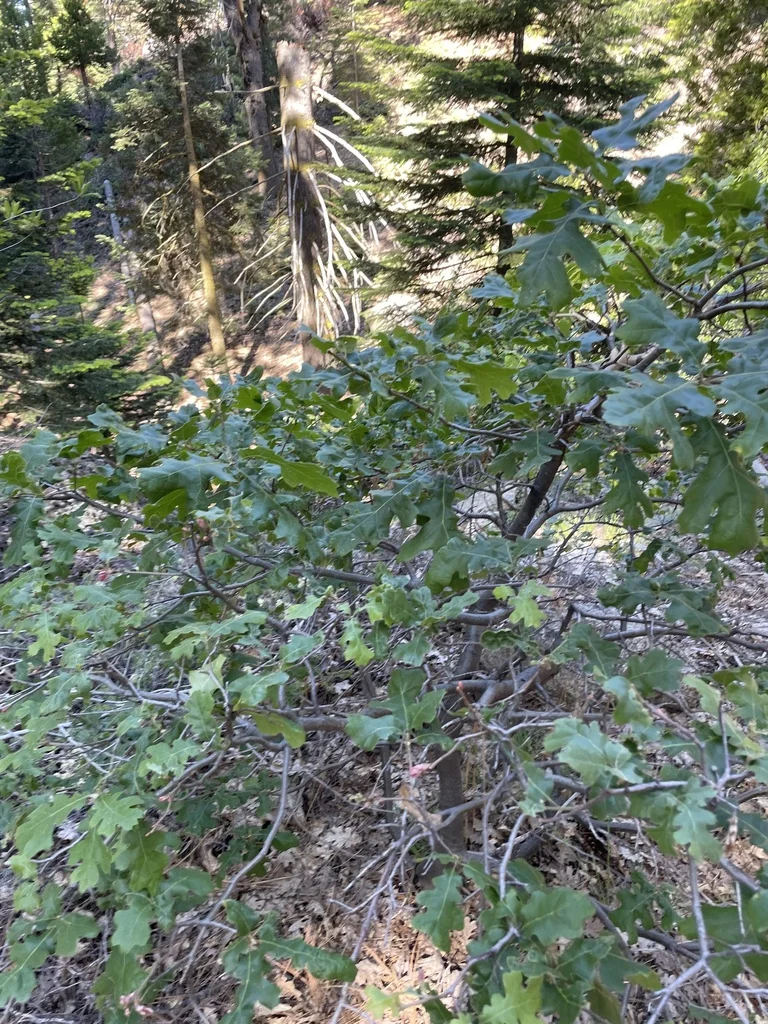 Quercus Kelloggii