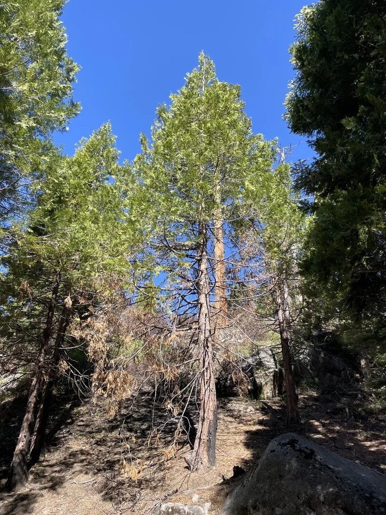 Calocedrus Decurrens