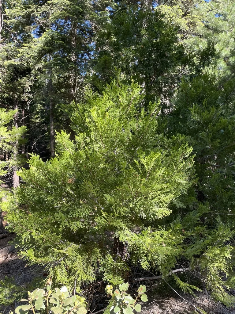 Calocedrus Decurrens