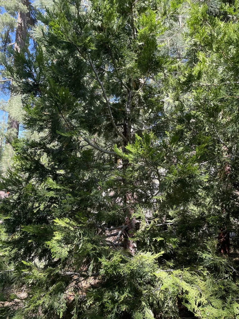 Calocedrus Decurrens
