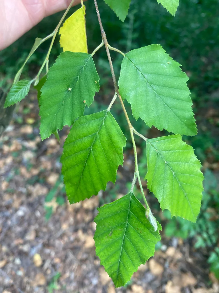 Betula Nigra