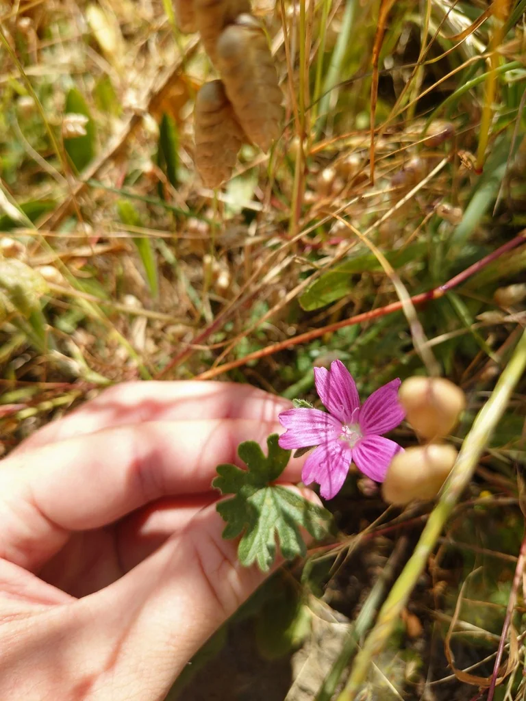 Sidalcea Malviflora
