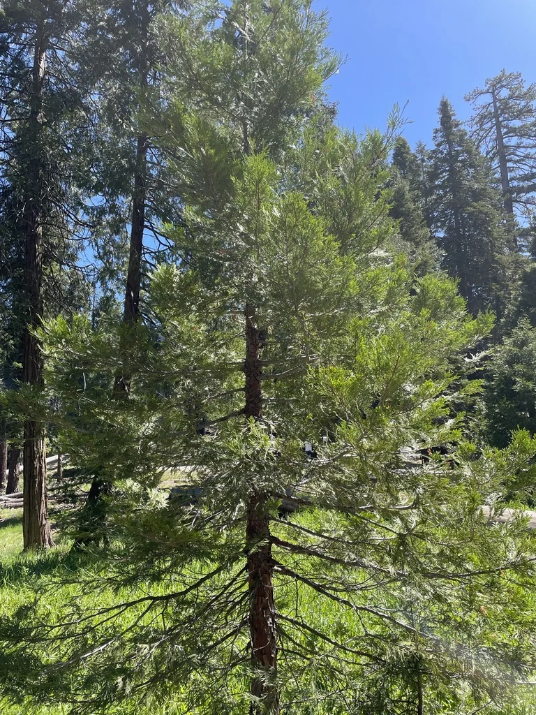 Calocedrus Decurrens