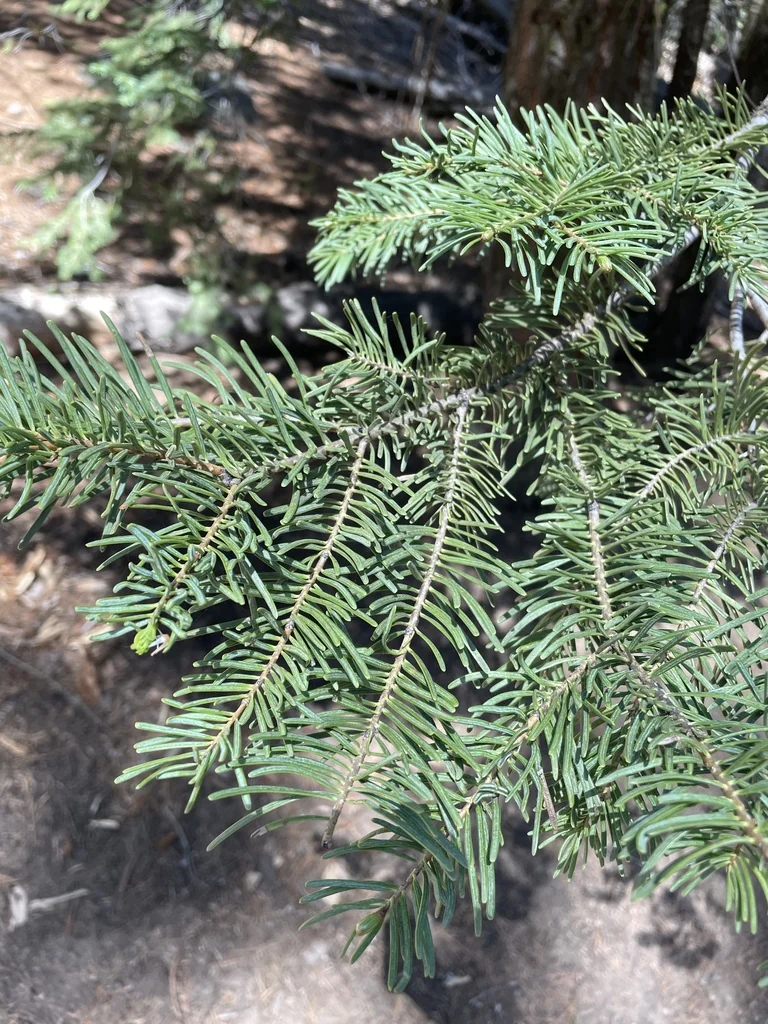 Abies Concolor