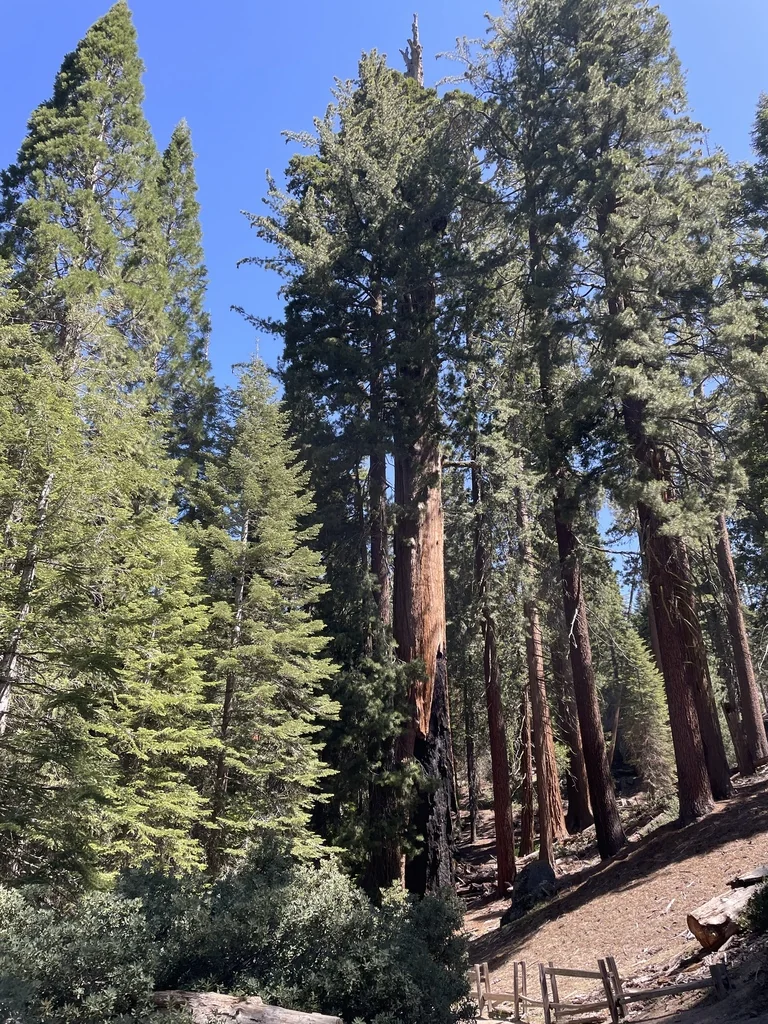 Sequoiadendron Giganteum