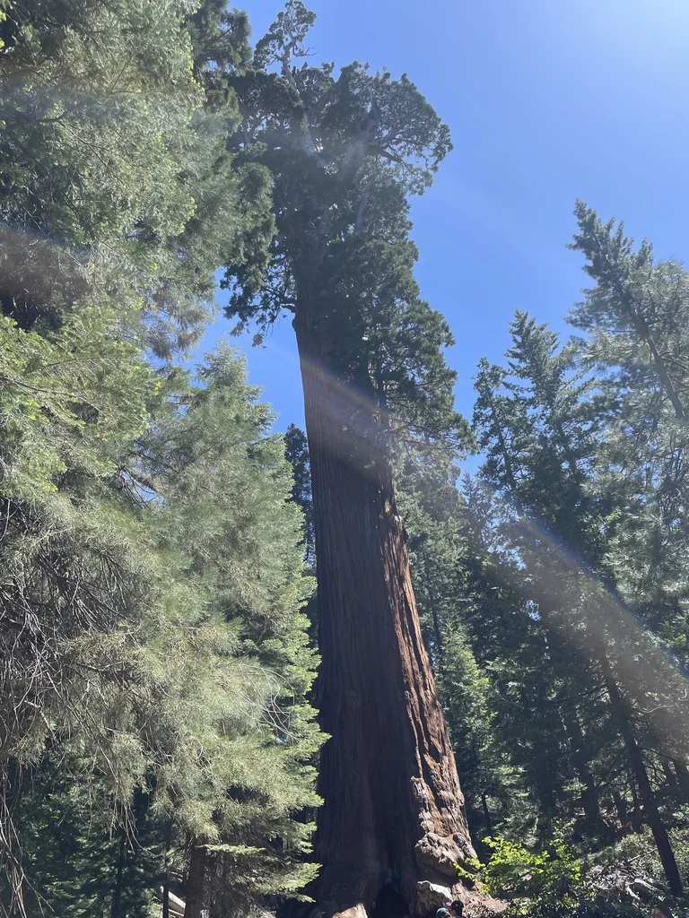 Sequoiadendron Giganteum
