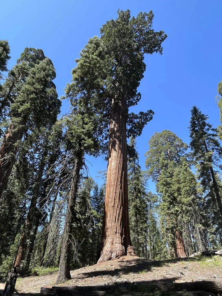 Sequoiadendron Giganteum
