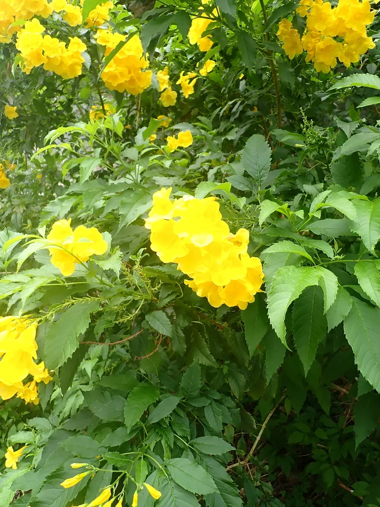Tecoma Stans