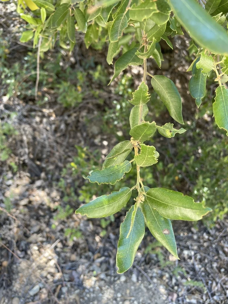 Quercus Chrysolepis