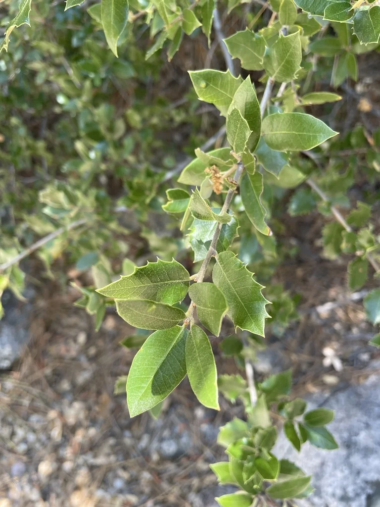 Quercus Chrysolepis