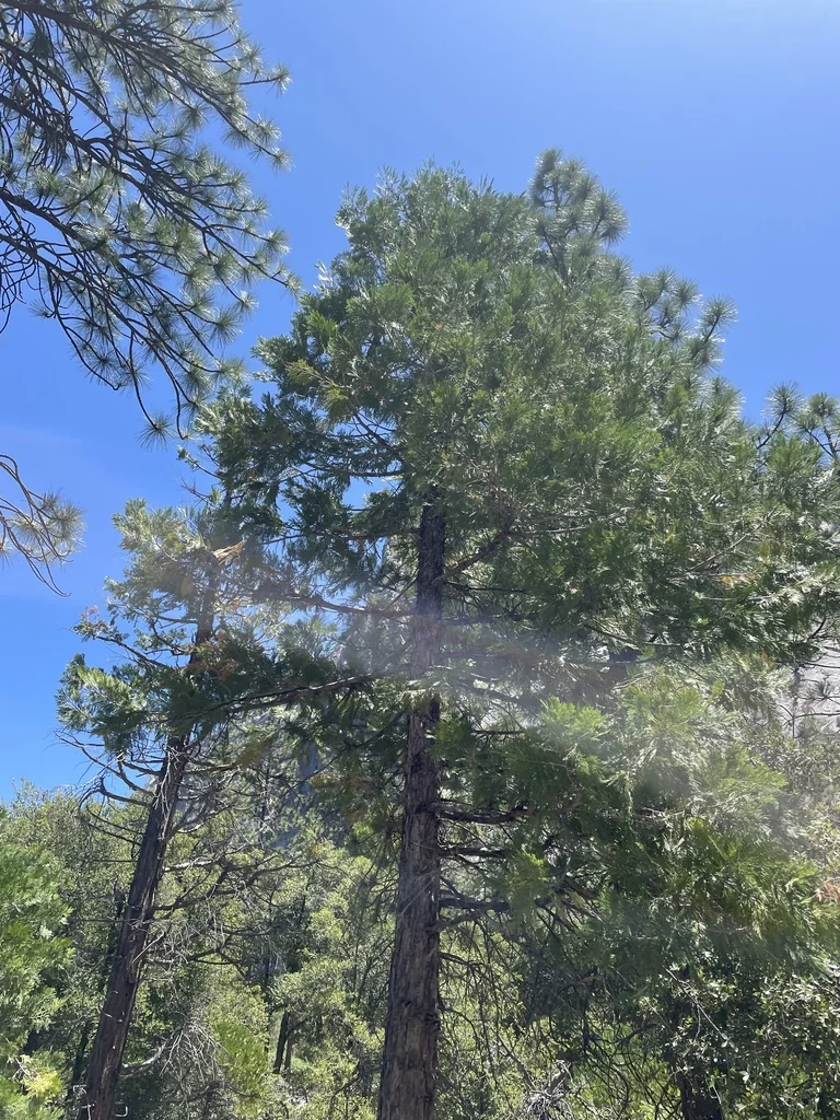 Calocedrus Decurrens