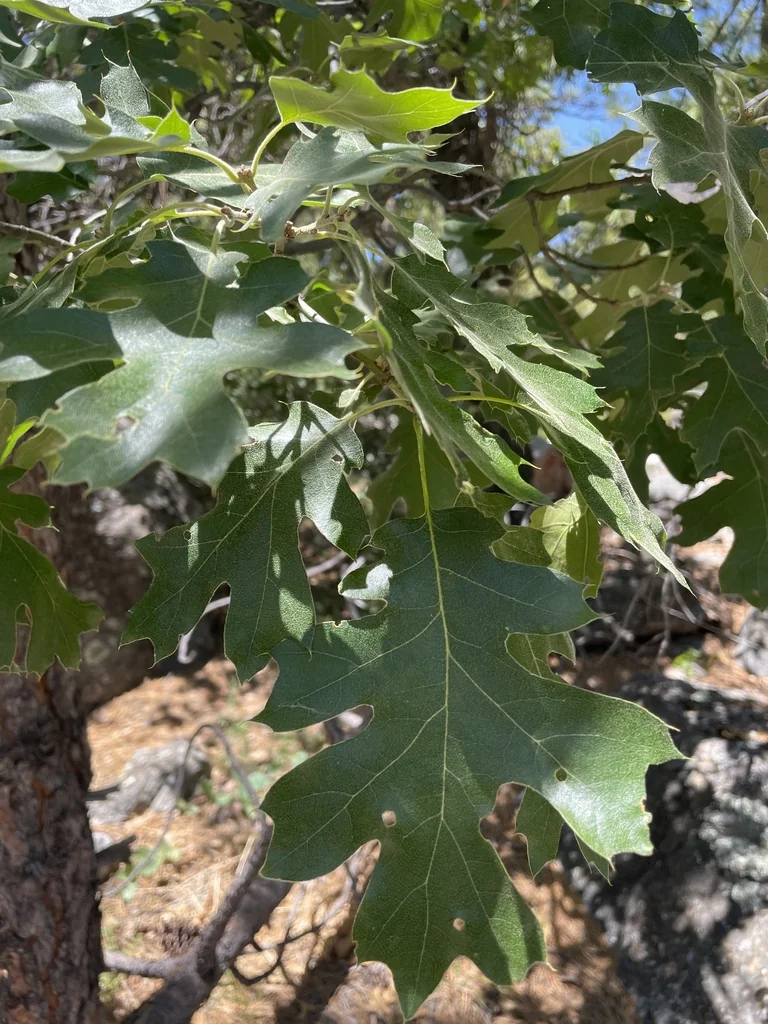 Quercus Kelloggii