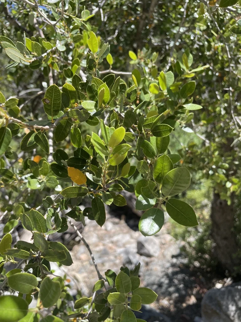 Quercus Chrysolepis