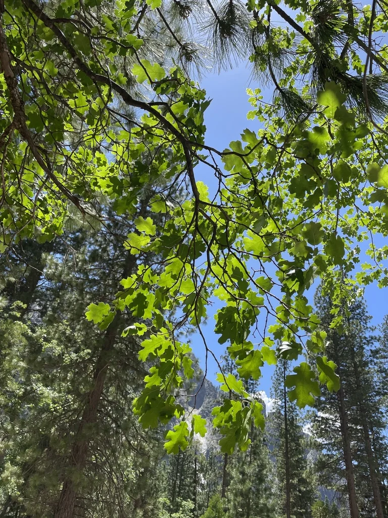 Quercus Kelloggii