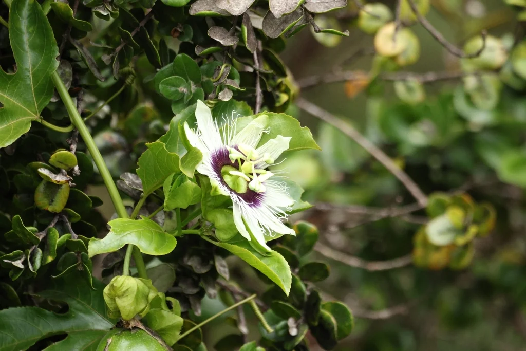 Passiflora Edulis