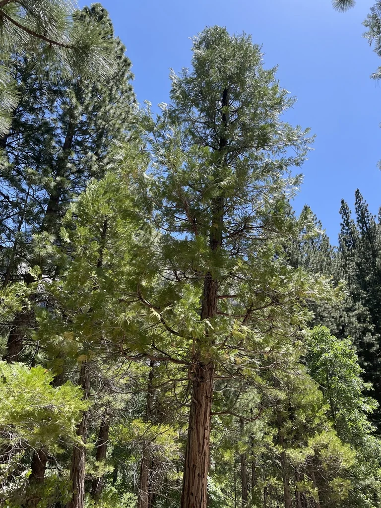 Calocedrus Decurrens