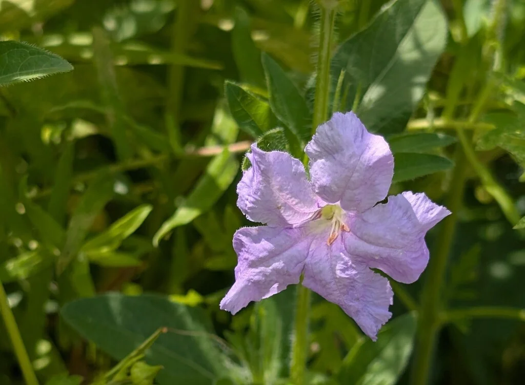 Ruellia Humilis
