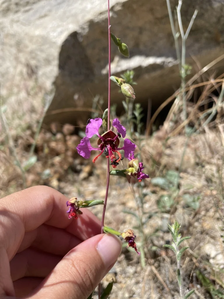 Clarkia Unguiculata