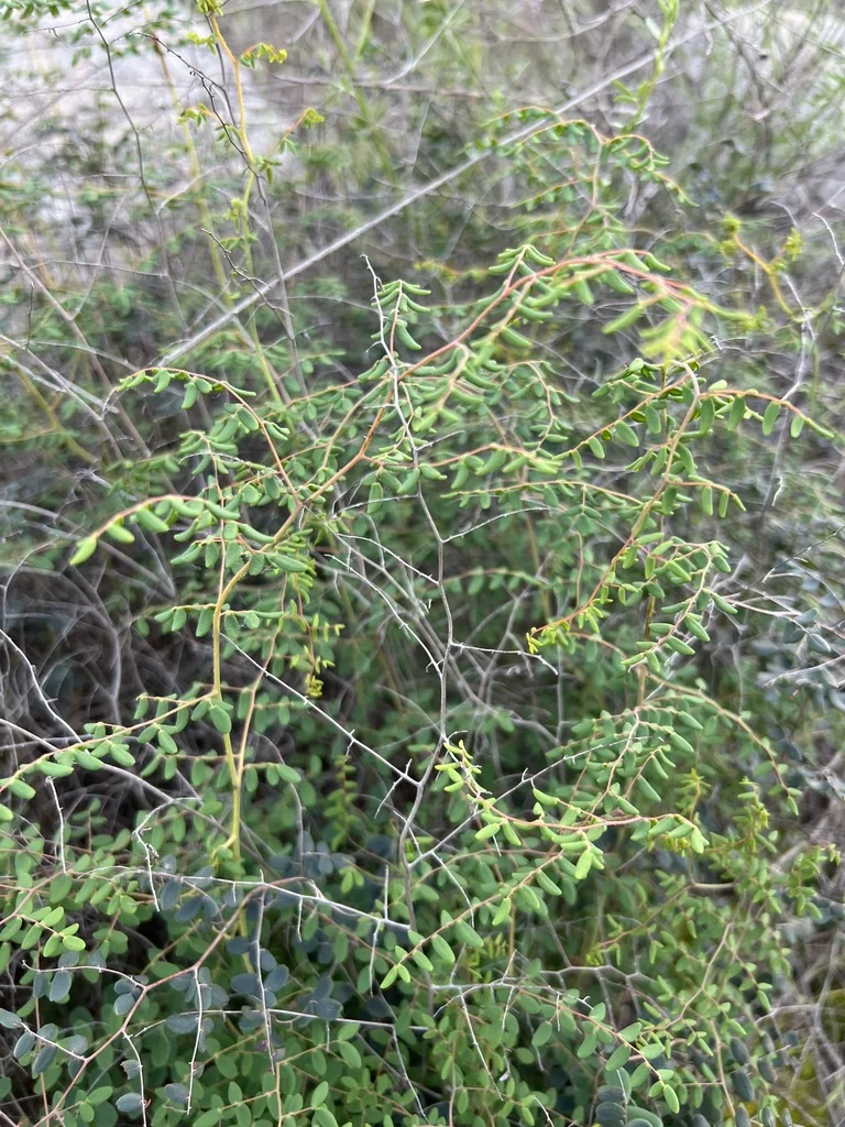 Pellaea Andromedifolia
