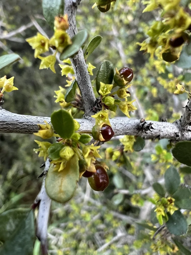 Rhamnus Crocea