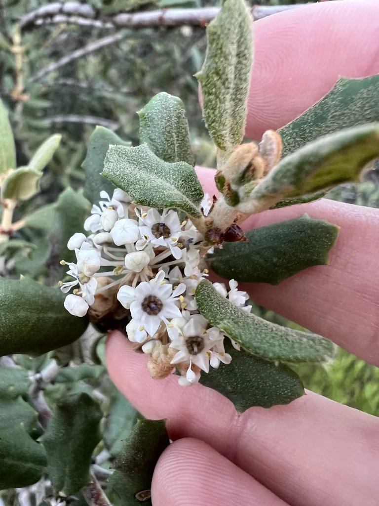 Ceanothus Crassifolius