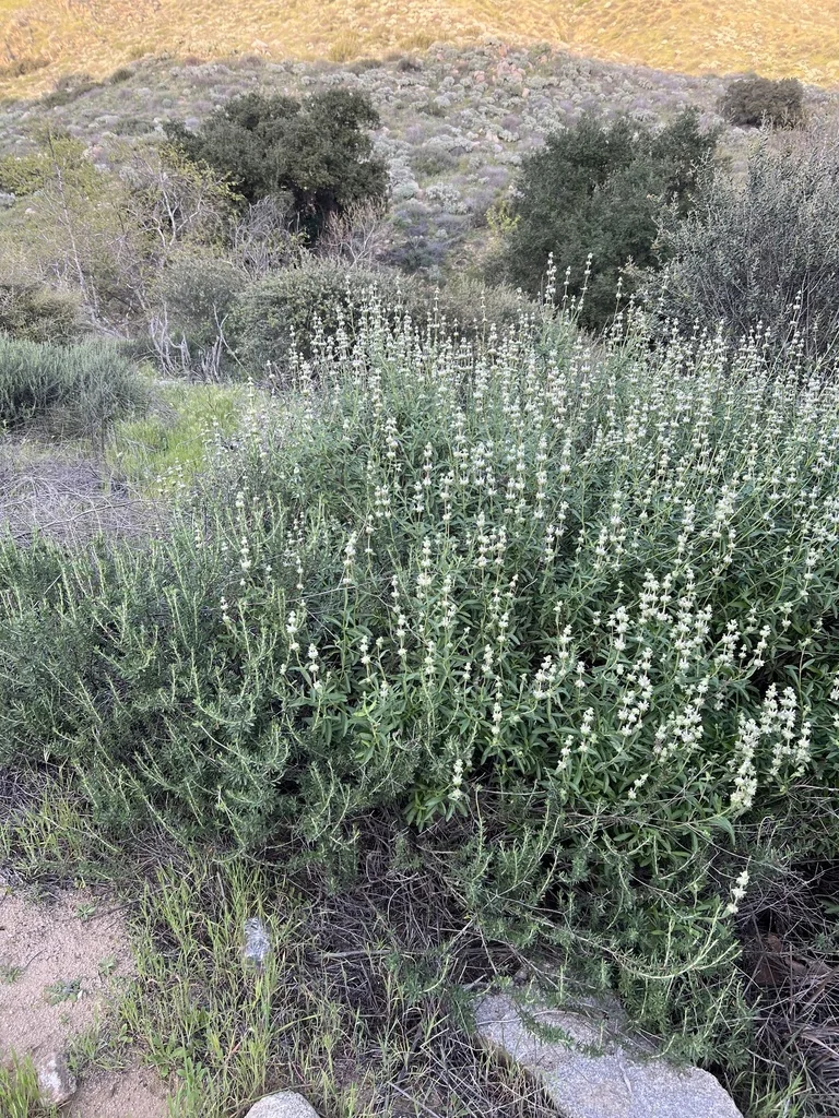 Salvia Mellifera